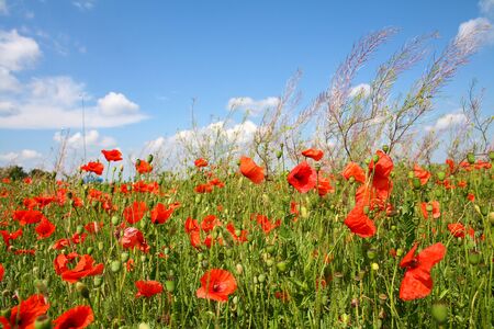 Poppies on blue sky backgroundの写真素材