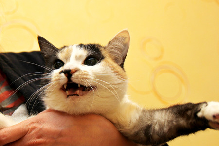 portrait of three-colored cat breedの写真素材