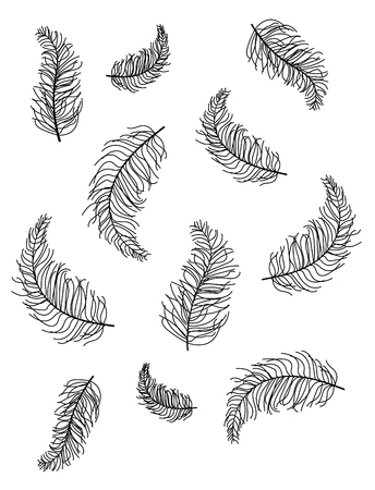 Hand drawn feathers on white backgroundの写真素材