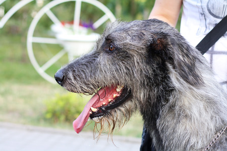 head of beautiful grey Irish Wolfhoundの写真素材