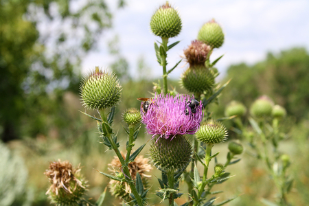 A perennial herb of Bur summer in the fieldsの写真素材