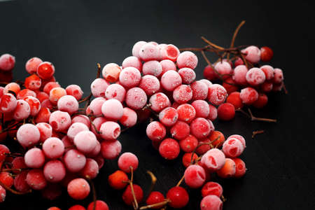 Frozen red viburnum berries on a black backgroundの写真素材