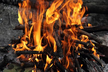Bright fire bonfire in the spring forest.の写真素材