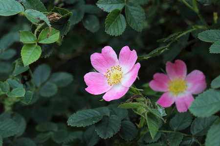 Wild rose flower on the green backgroundの写真素材