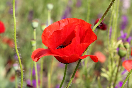 Red poppy flowers in the oil seed rape fieldsの写真素材