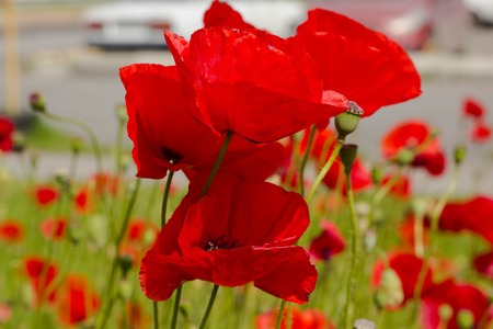 Red poppy flowers in the oil seed rape fieldsの写真素材