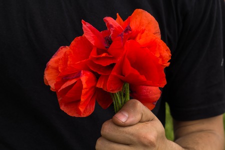 bouquet of red poppies in man hands, black t-shirt on backgroundの写真素材