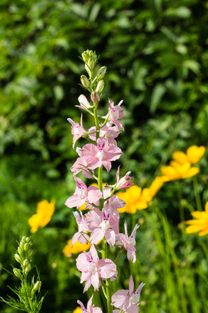 Colorful delphinium flowers in late May or summerの写真素材