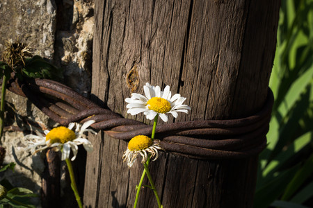 Daisy chamomile flowers on wooden background in summerの写真素材