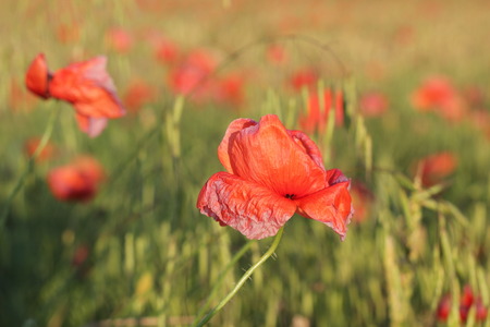 Red poppy flowers in the oil seed rape fields on sunsetの写真素材