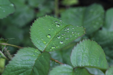 Dew droplets on green leaves in springの写真素材