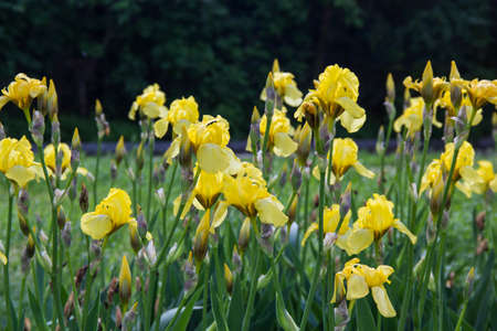 Yellow irises in the garden summer timeの写真素材