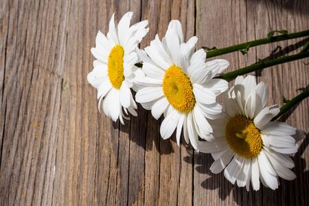 white chamomile flowers on a wooden backgroundの写真素材