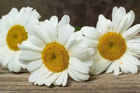 white chamomile flowers on a wooden backgroundの写真素材