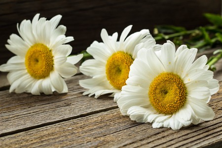 white chamomile flowers on a wooden backgroundの写真素材