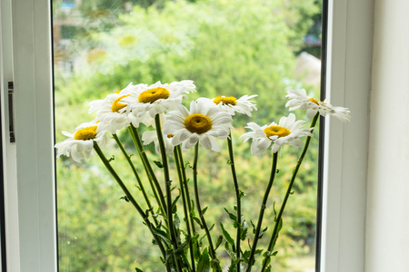 Bouquet of chamomiles flowers on the window sill.の写真素材