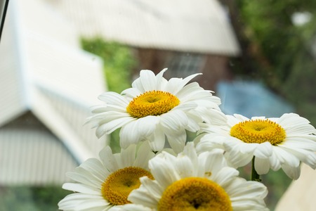 white chamomile background on window in springの写真素材