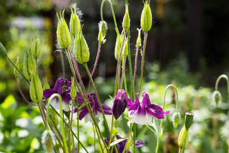 flowers aquilegia vulgaris - Common columbine - soft focusの写真素材