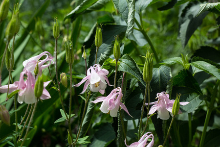 flowers aquilegia vulgaris - Common columbine - soft focusの写真素材