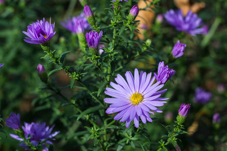 Group of lila Astra flowers. Photo texture, nature background.の写真素材