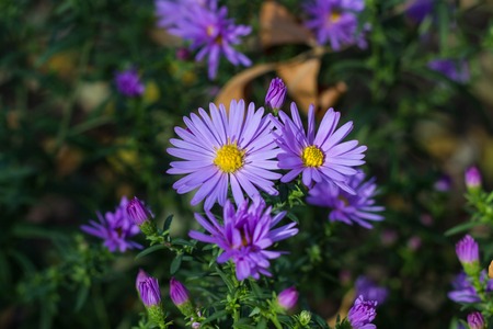 Group of lila Astra flowers. Photo texture, nature background.の写真素材