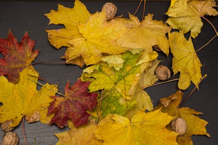 fallen leaves on black wooden background, top viewの写真素材