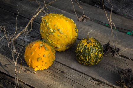 still life with autumn pumpkins on an old wooden table, wooden background.の写真素材