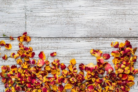 Dry petals of rose on a white wooden background. top view. copy space