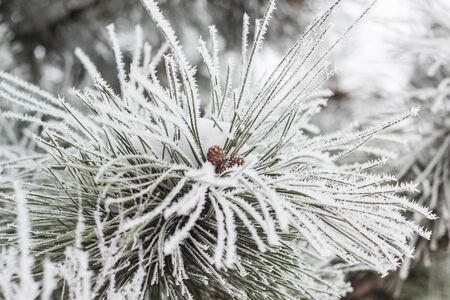 Coniferous branches covered with hoarfrost in winterの写真素材