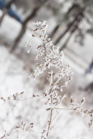 branch covered with snow and frost. natural winter backgroundの写真素材