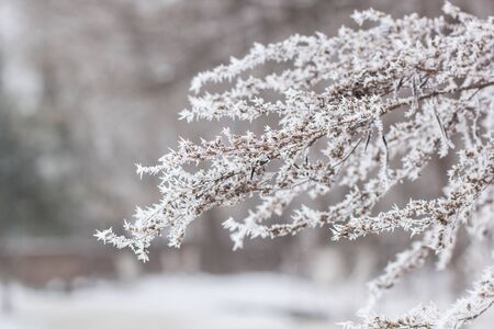 branch covered with snow and frost. natural winter backgroundの写真素材