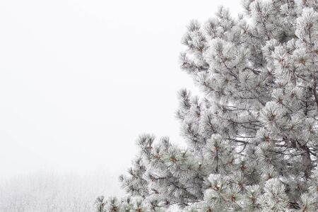 Winter natural background with pine branches in the frostの写真素材