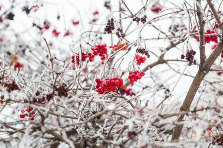 Winter Frozen Viburnum in frost. Viburnum In The Snow.の写真素材
