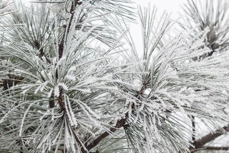Coniferous branches covered with hoarfrost in winterの写真素材