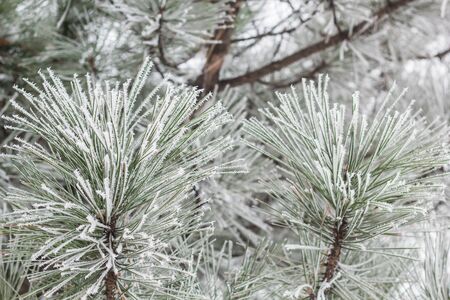 Coniferous branches covered with hoarfrost in winterの写真素材
