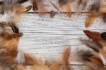brown feathers frame on white wooden backgroundの写真素材