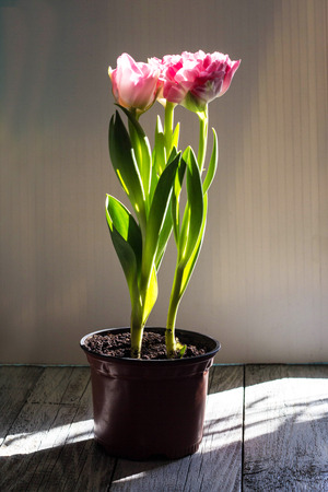 Beautiful bouquet of pink tulips on a white background.の写真素材