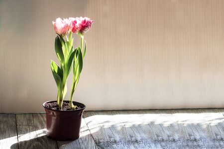 Beautiful bouquet of pink tulips on a white background.の写真素材