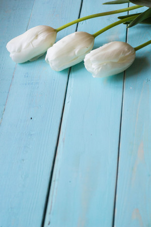 Fresh white tulips on turquoise painted planks. Place for text.の写真素材