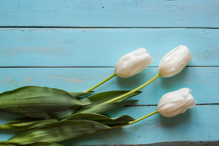 Fresh white tulips on turquoise painted planks. Place for text.の写真素材