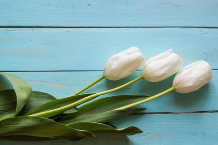 Fresh white tulips on turquoise painted planks. Place for text.の写真素材