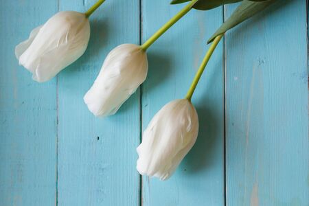 Fresh white tulips on turquoise painted planks. Place for text.の写真素材