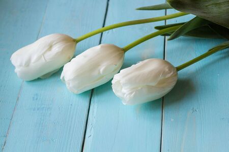 Fresh white tulips on turquoise painted planks. Place for text.の写真素材