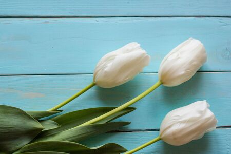 Fresh white tulips on turquoise painted planks. Place for text.の写真素材