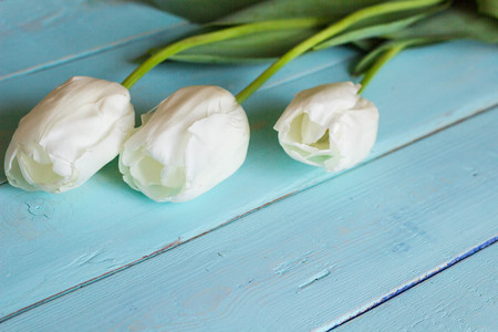 Fresh white tulips on turquoise painted planks. Place for text.の写真素材
