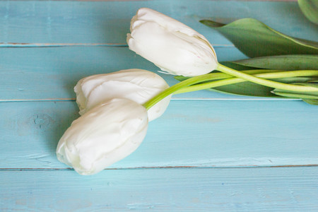 Fresh white tulips on turquoise painted planks. Place for text.の写真素材