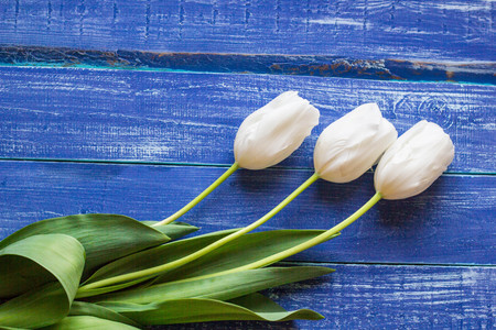 Fresh white tulips on wooden painted planks. Place for text.の写真素材