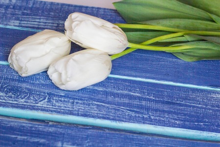 Fresh white tulips on wooden painted planks. Place for text.の写真素材