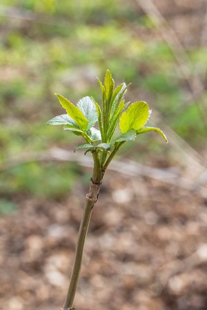 close up branch with young leaves in springの写真素材