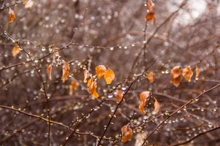 Branches of birch with earrings in raindrops on a background in the forestの写真素材